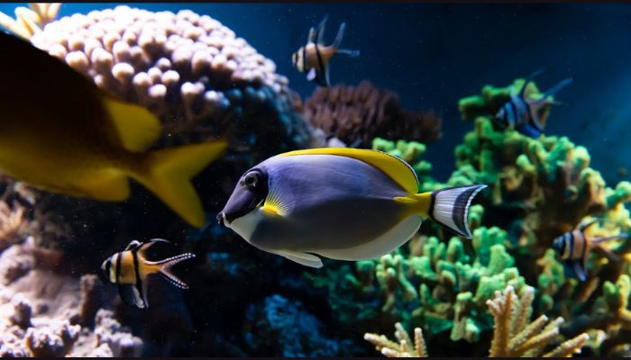 Why do fish eat each other? How do aquariums prevent fish from eating each other?